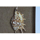 DP/DP-166738-2.JPG
