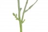 Umělá rostlina \EUCALYPTUS\ 14x14x65/2b.