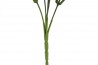 Větvička do vázy \GREEN\ 37cm